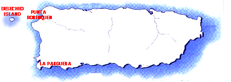 coral reef monitoring, reef monitoring, reefmonitor, reefmonitoring, puerto rico, desecheo, la parguera, punta borinquen