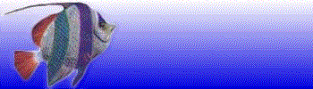 reefmonitor, coral reef monitoring, coral reef monitor, partner group, sponsor boat, reef sites, affiliates