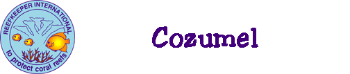 coral reef monitoring, reef monitoring, reefmonitor, reefmonitoring, cozumel, paraiso reef, cardona, colombia shallows
